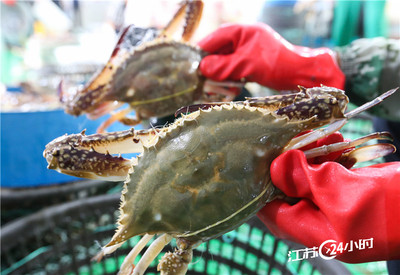 分揀鮮活梭子蟹 農產品標準化與質量控制的關鍵環節